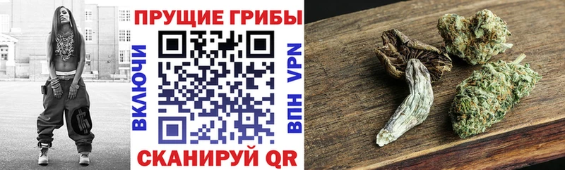Галлюциногенные грибы Psilocybe  Жигулёвск 